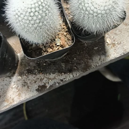 花花世界迷人眼的球球好看