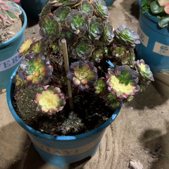 742海王七彩多肉植物特价