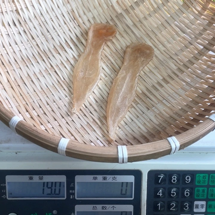 中国大陆白花胶南澳
