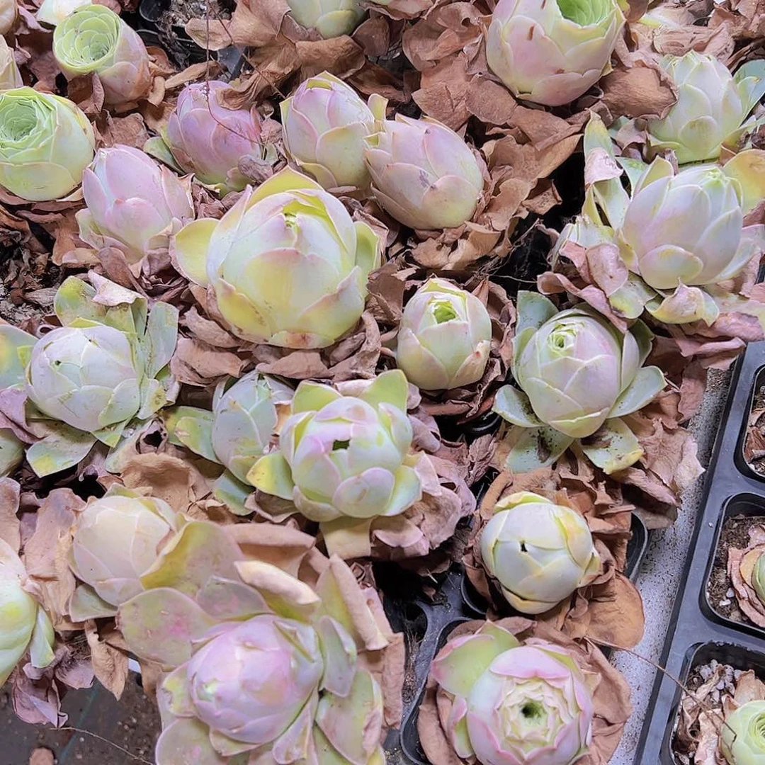 母本黄金大帕4到5厘米发货