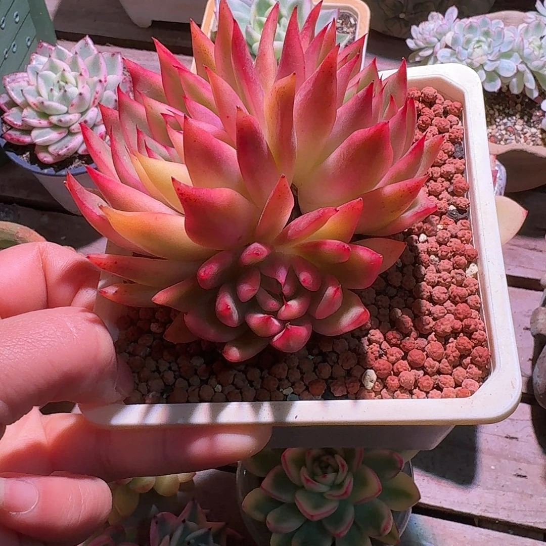 庆山锦多肉多肉多肉