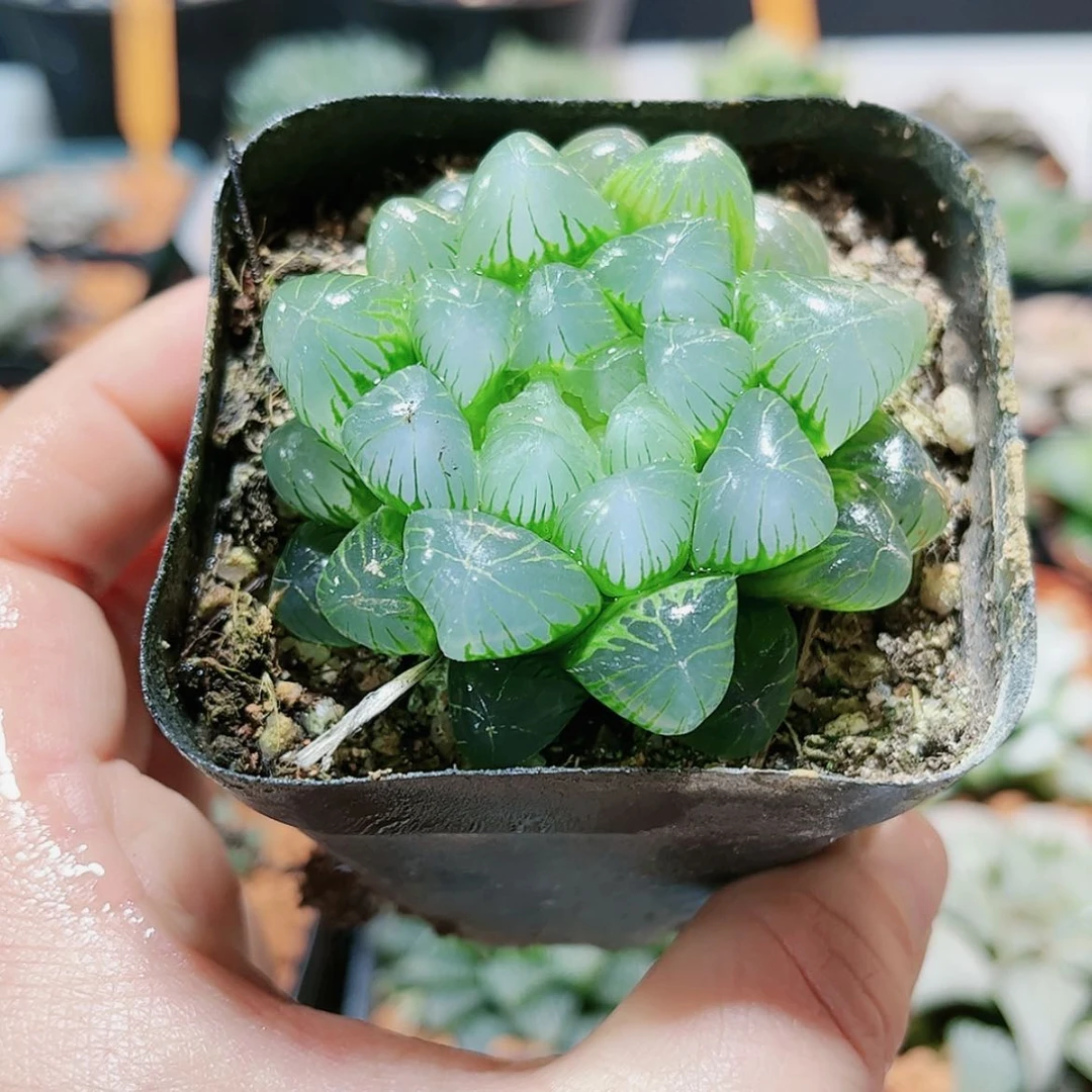 【闪购商品】翠冰1