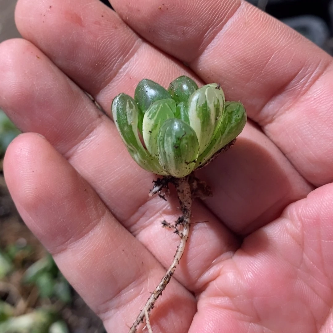 小***运1734 一颗福利。