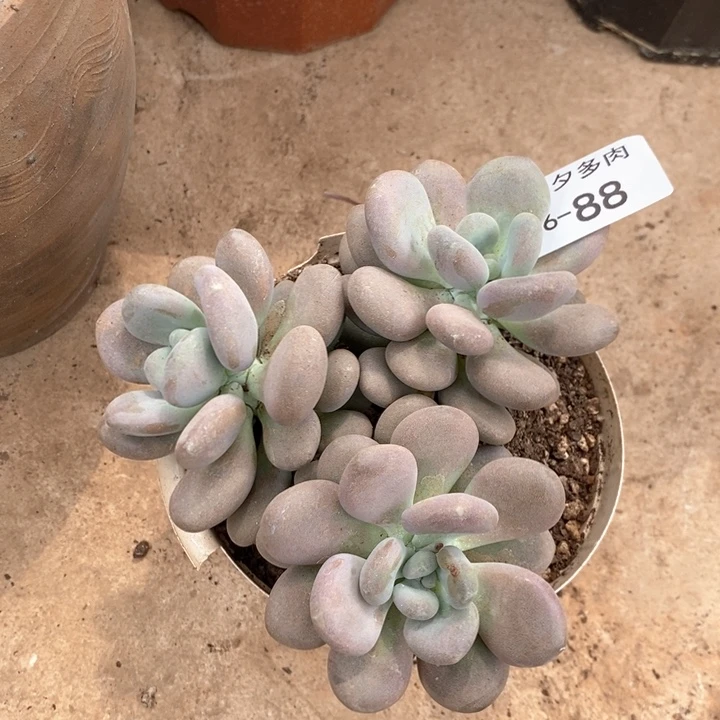 88月美人小七夕多肉