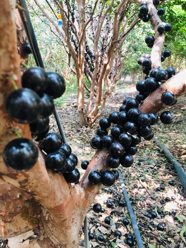 『云南嘉宝果顺丰空运中果』3斤装嘉宝果树莓树葡萄