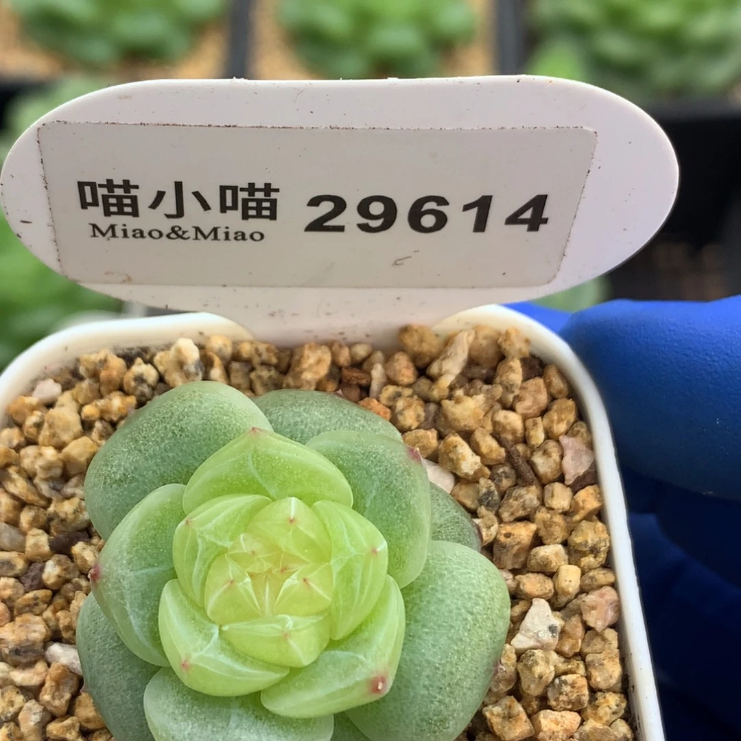 多肉植物杂交珍妮