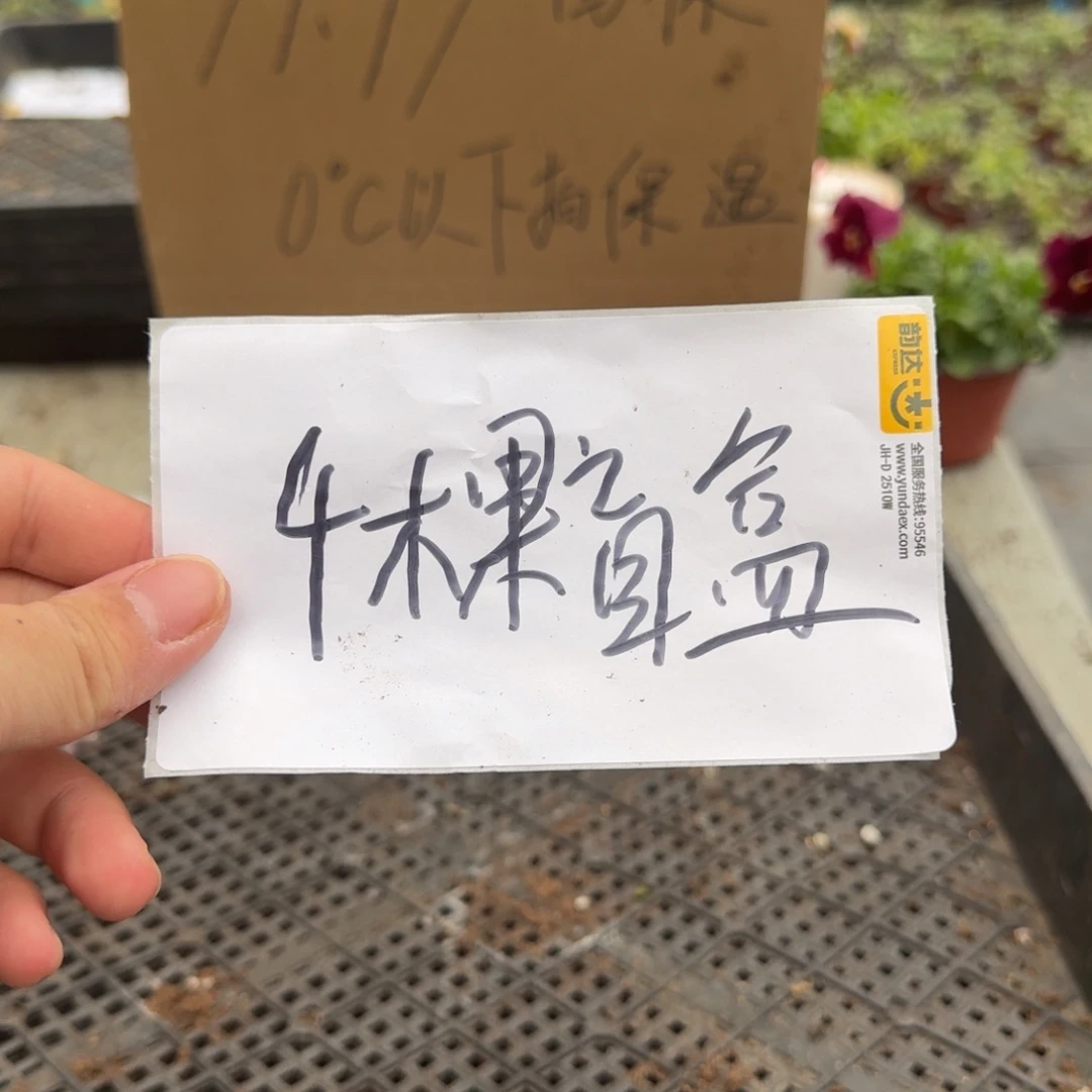 大部分花苞少量开放盲盒