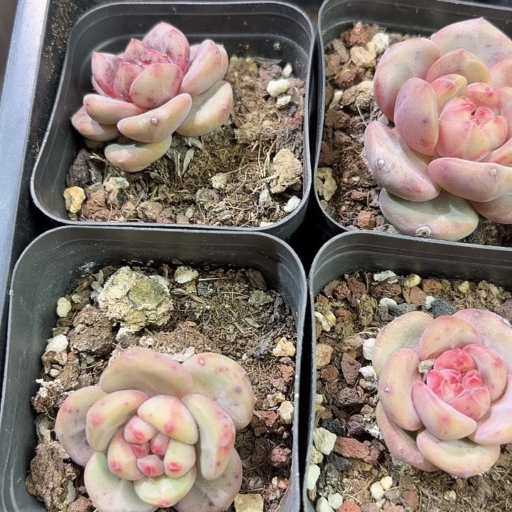 174 号到手1框江北多肉