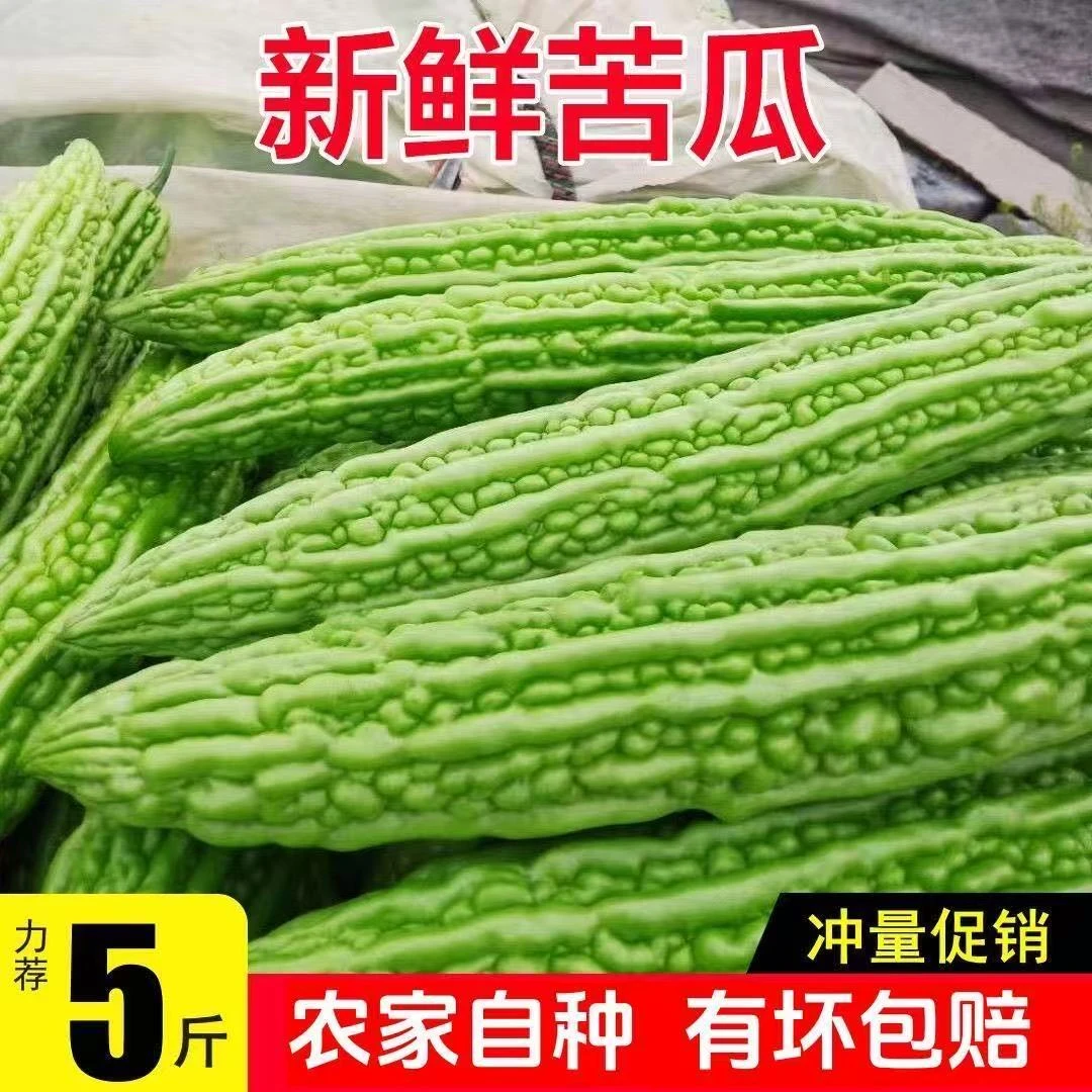 顺丰包邮  现摘苦瓜新鲜青皮凉瓜农家自种凉拌榨汁绿色苦瓜产地直发苦瓜同城送苦瓜