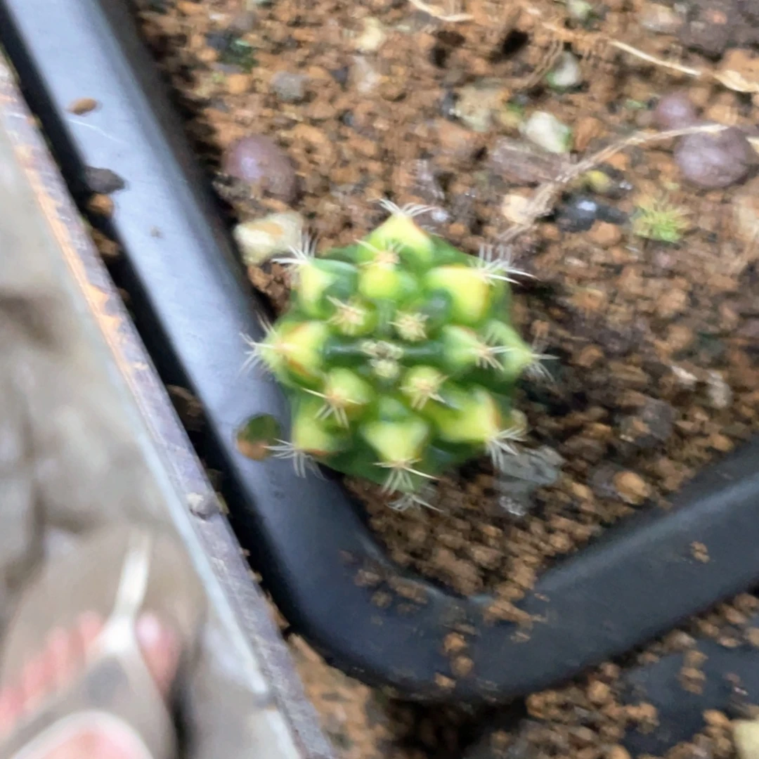 当前无花朵，栽培后可花朵规律三角V锦