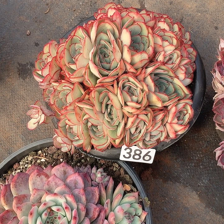 386牡丹亭 一物一拍多肉