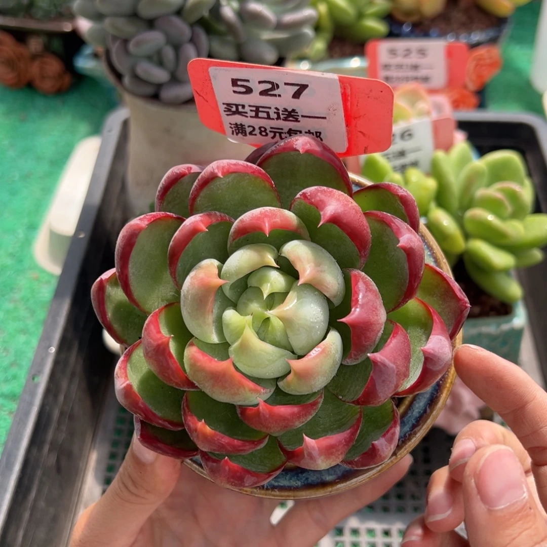 表妹精品多肉植物527.