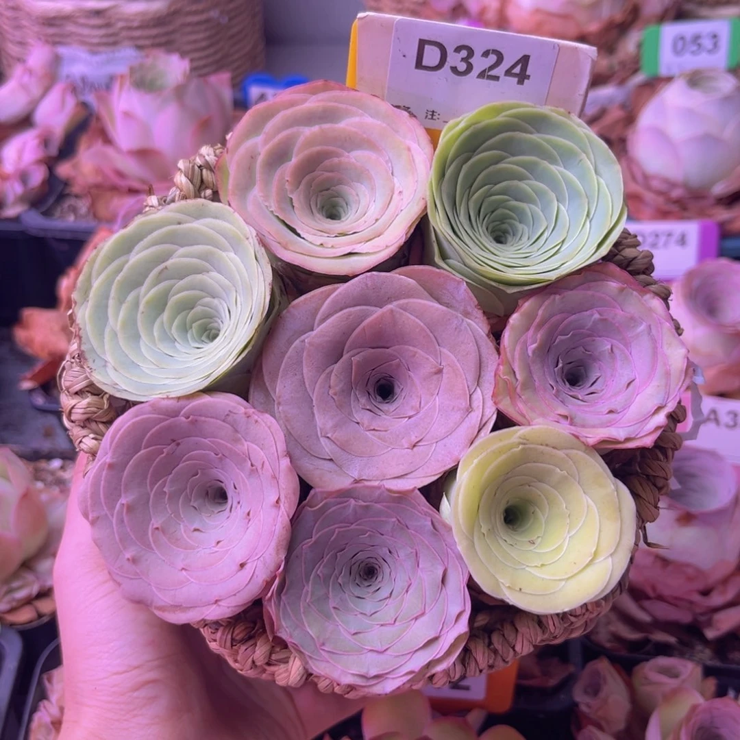 彩色酒杯花篮D324 8颗带篮