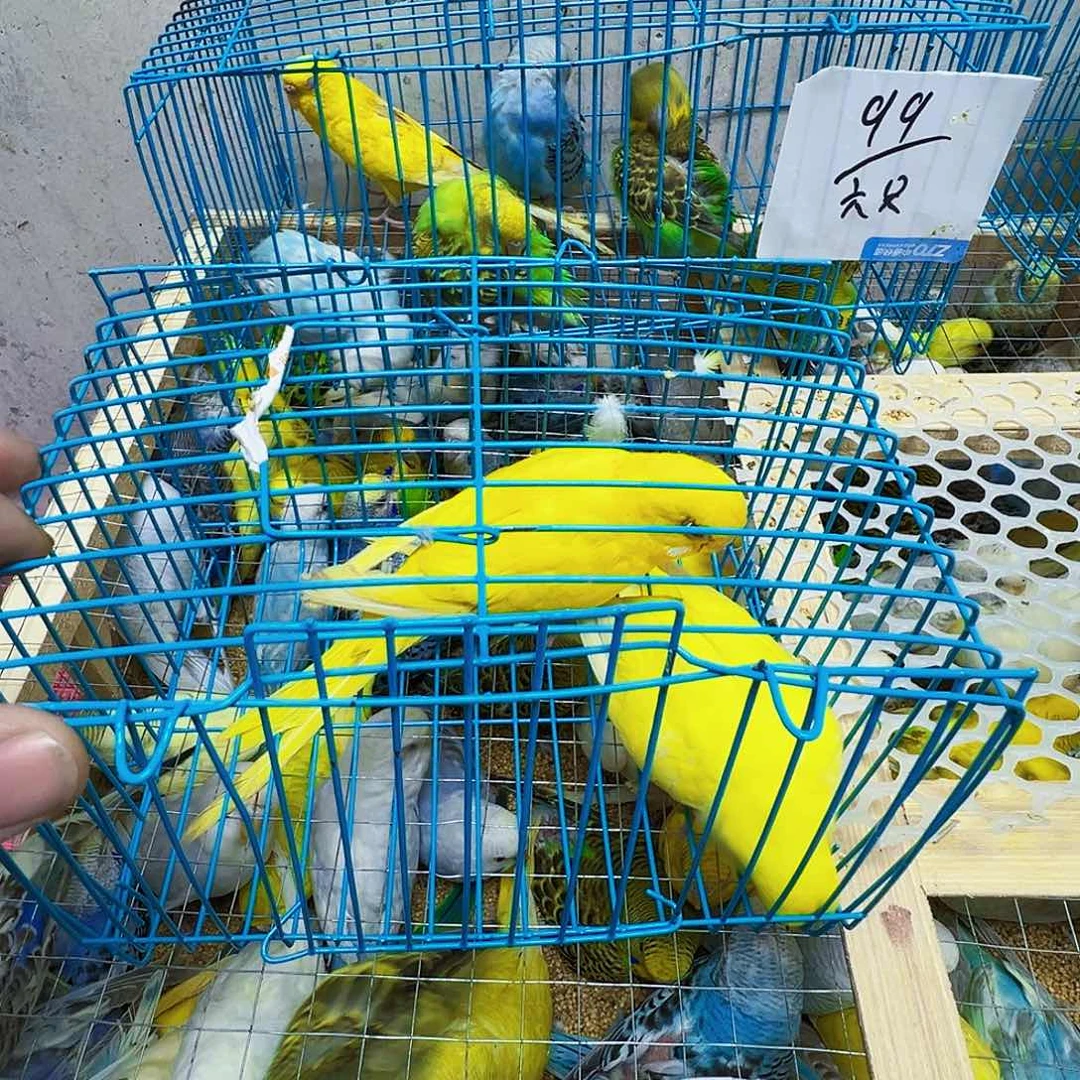 虎皮鹦鹉纯黄两只