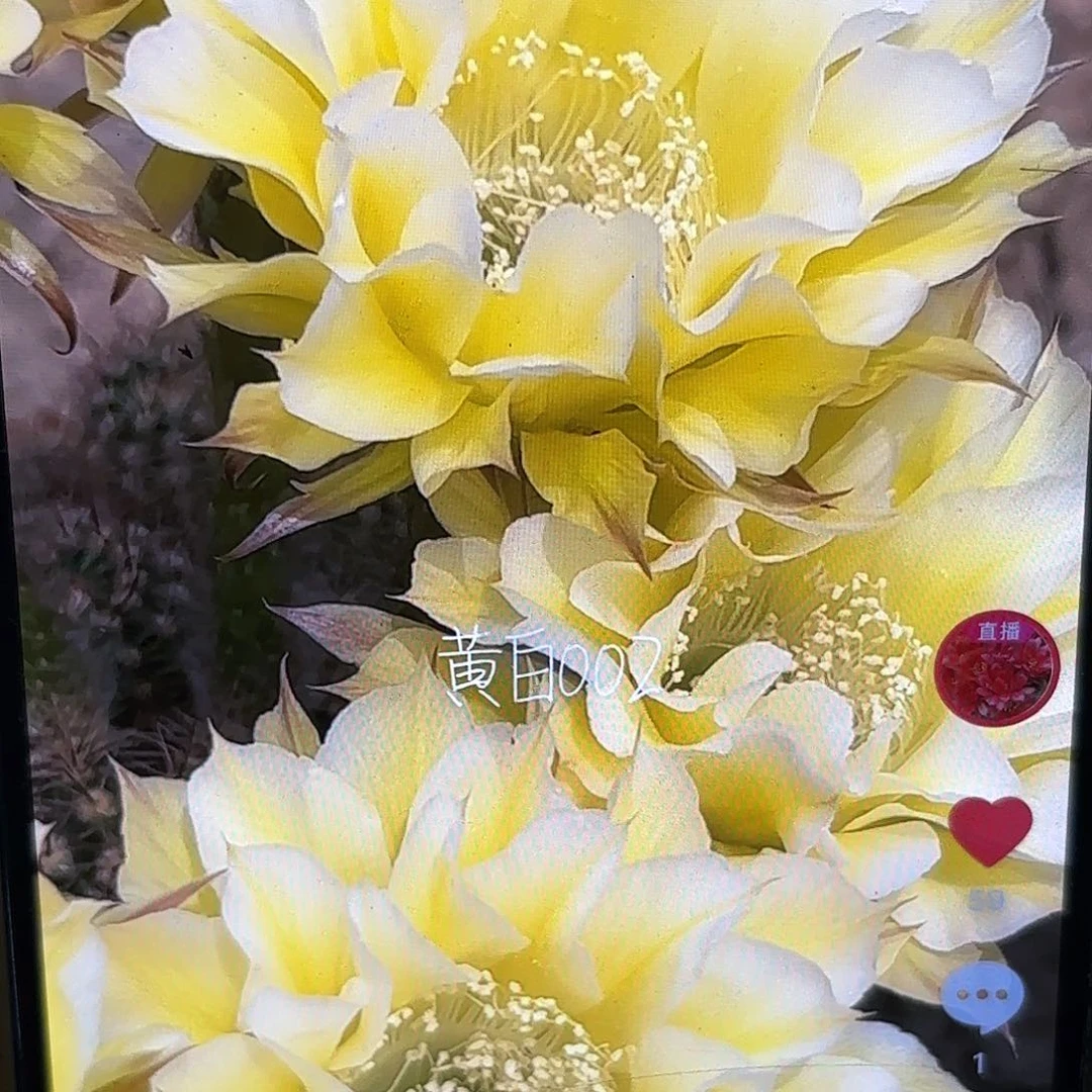 黄白002彩侧牙20包邮20