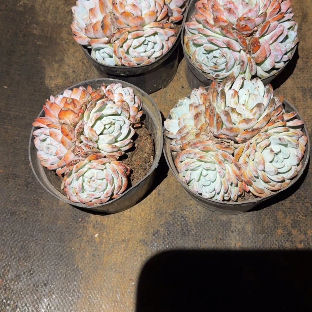 R***M4号2个冰雹橙梦路多肉植物