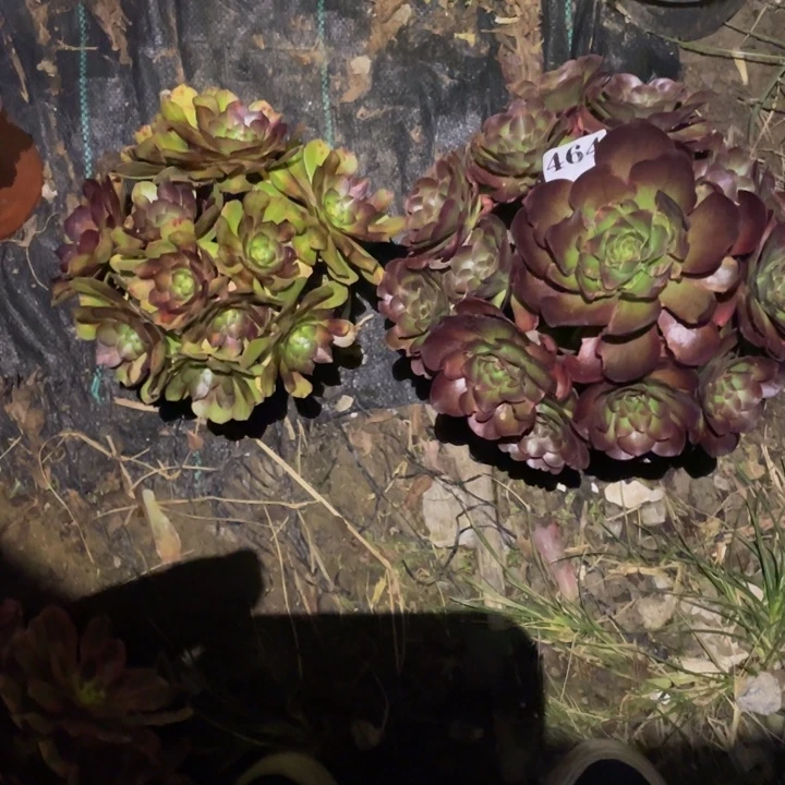 464号媚金玫瑰抹茶组合