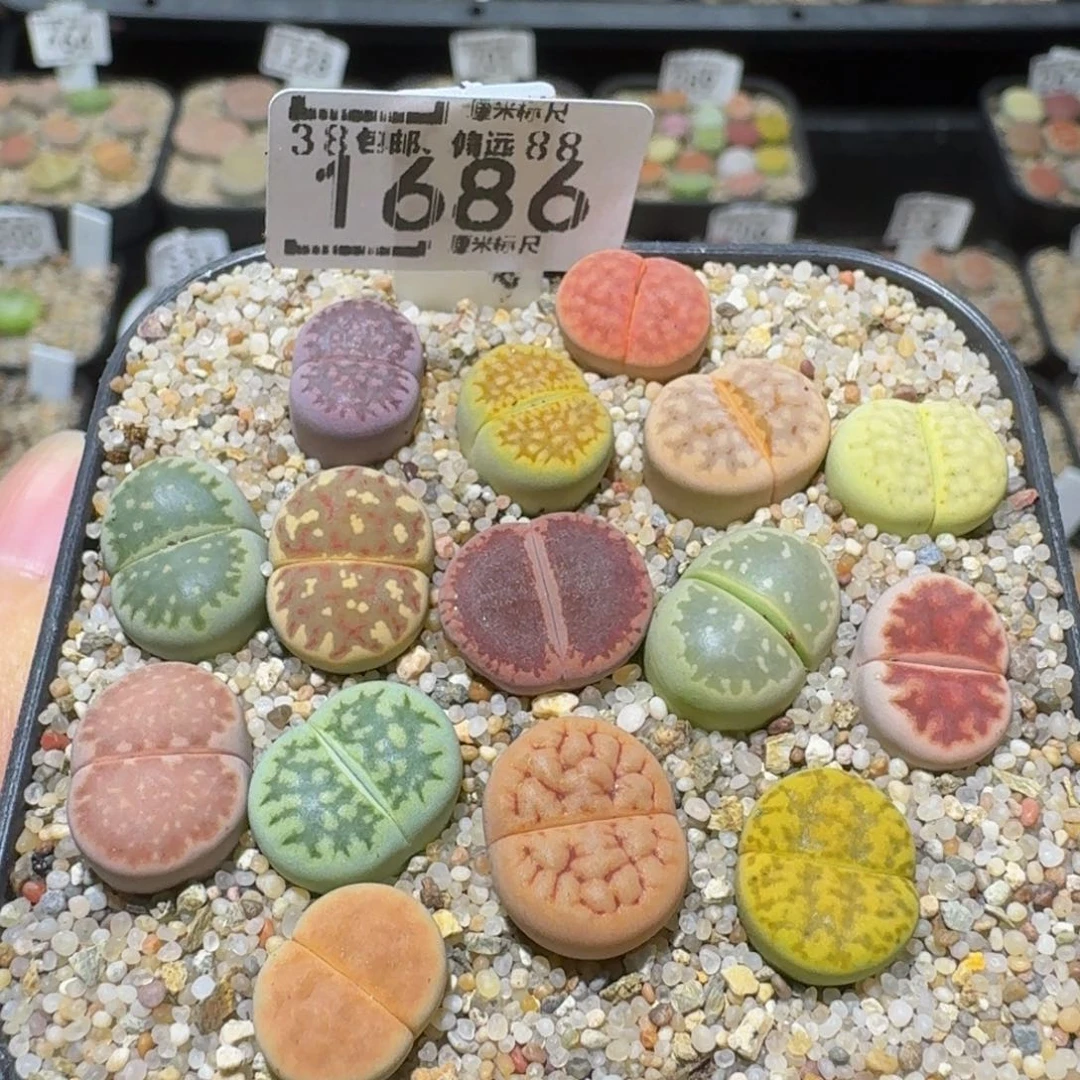 Ssss精品生石花1686