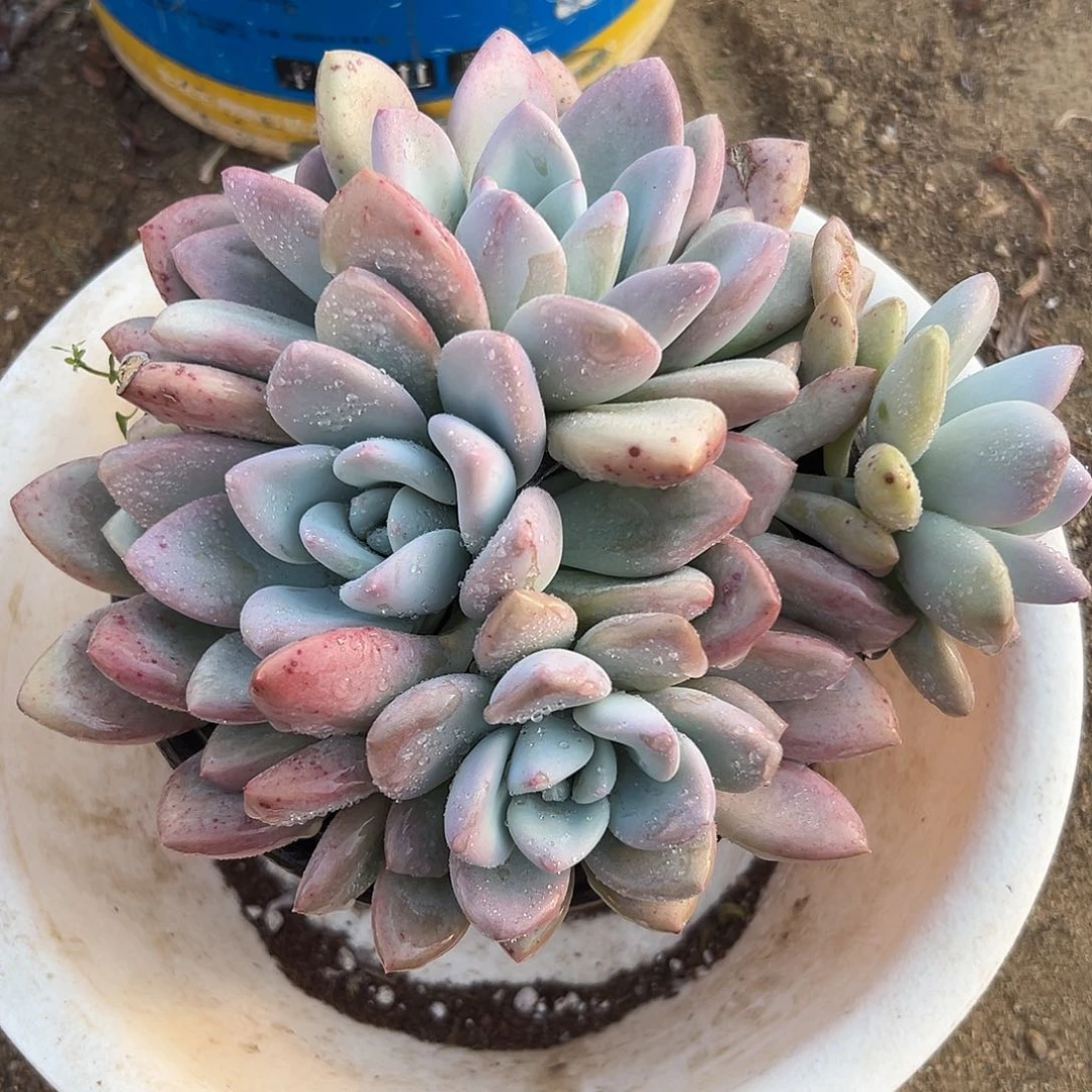 多肉植物奥普群生