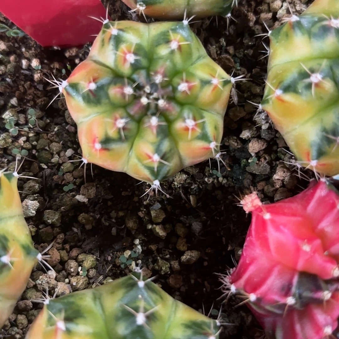 299-1022泰国发货多肉下播福利