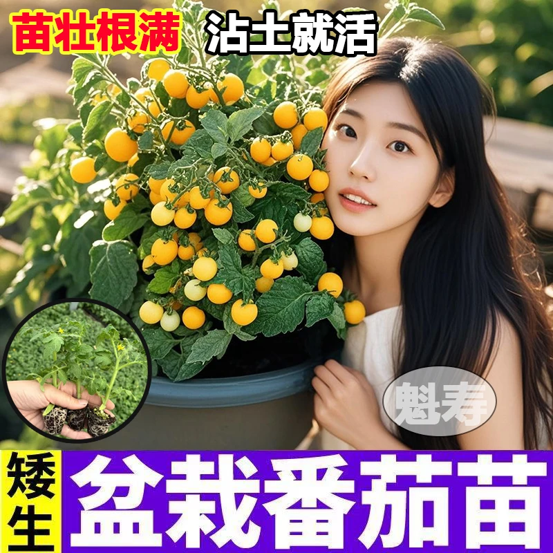 寿光盆栽矮生番茄苗秧小番茄小西红柿苗圣女果苗阳台室内蔬菜种子
