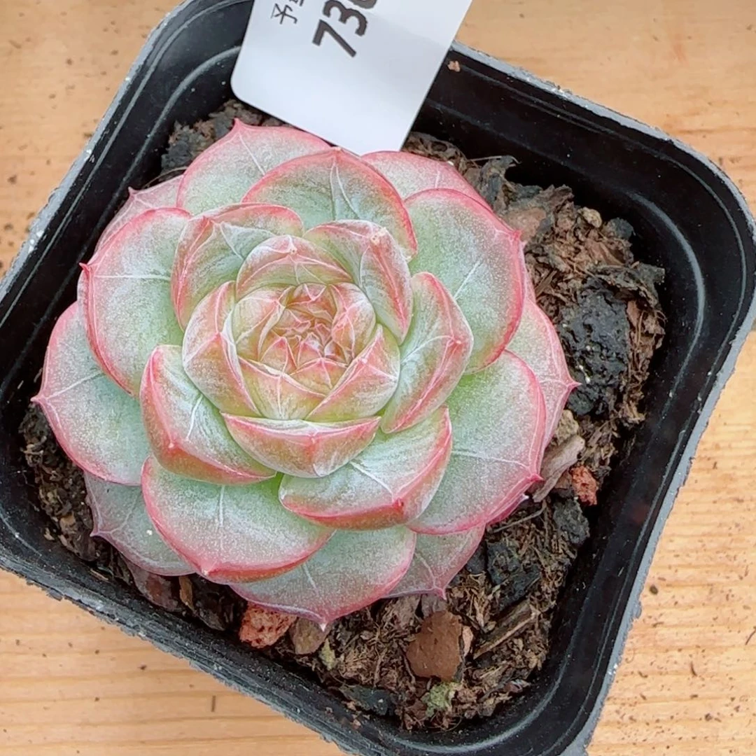 紫罗兰仙子，7365多肉植物