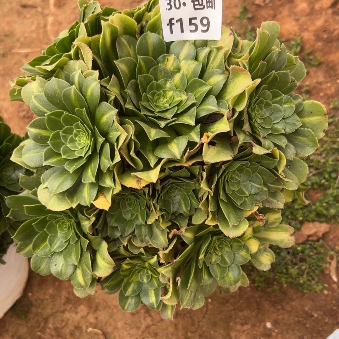 159翡翠多肉法师