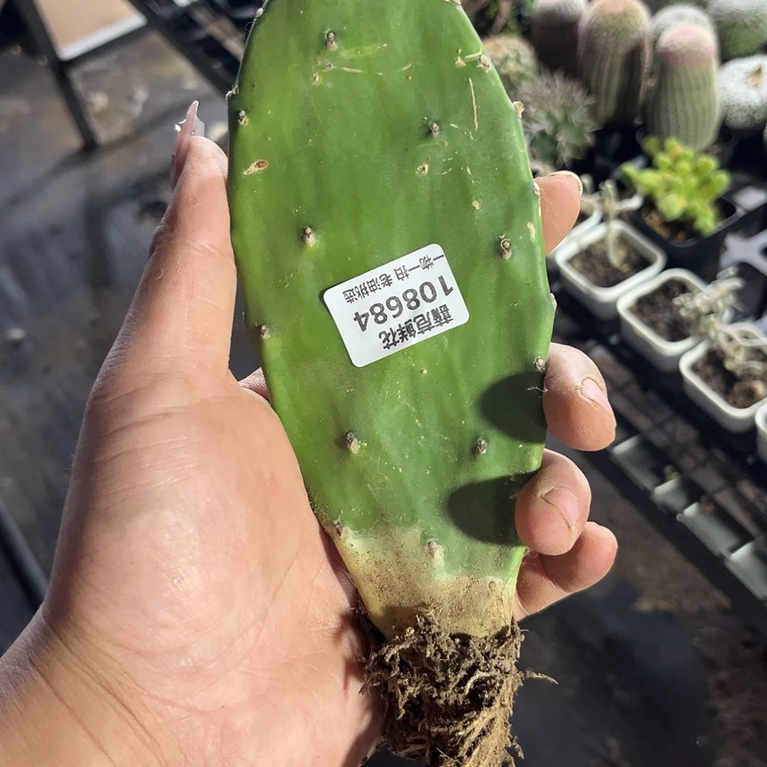 ?**运108684一物一拍单头发货