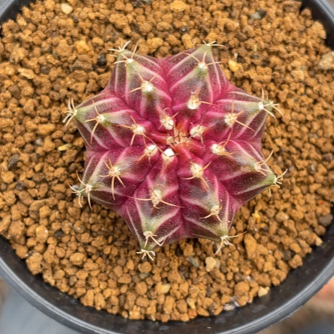 当前无花朵，栽培后可花朵紫红轮回