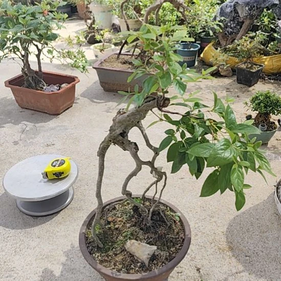 无花朵用****9映山红