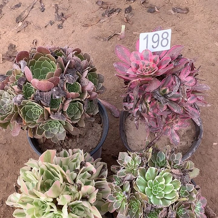 无花朵198四颗多肉植物组合