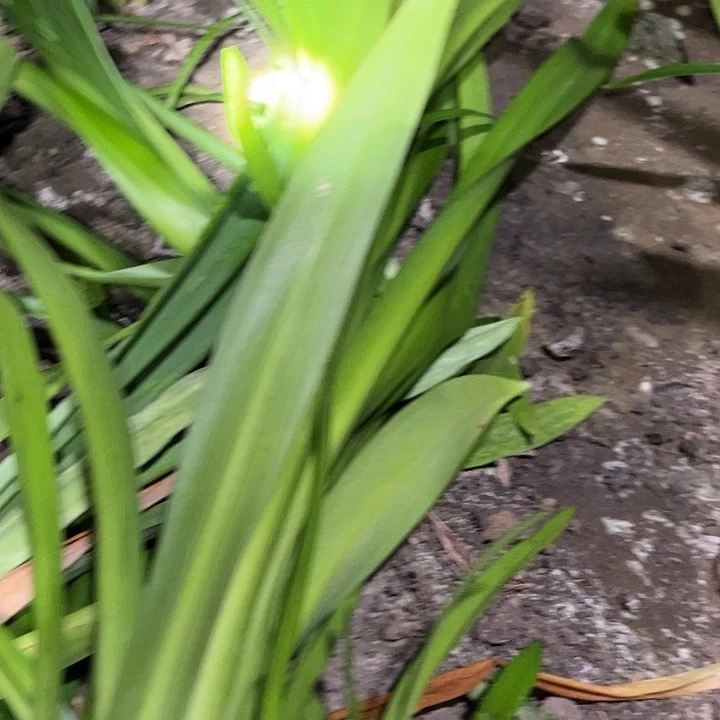 、****当前无花朵，栽培后可花朵尼罗河 ➕ 蔓越莓