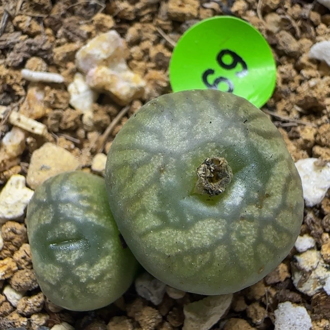 拉登杂墨多肉植物69