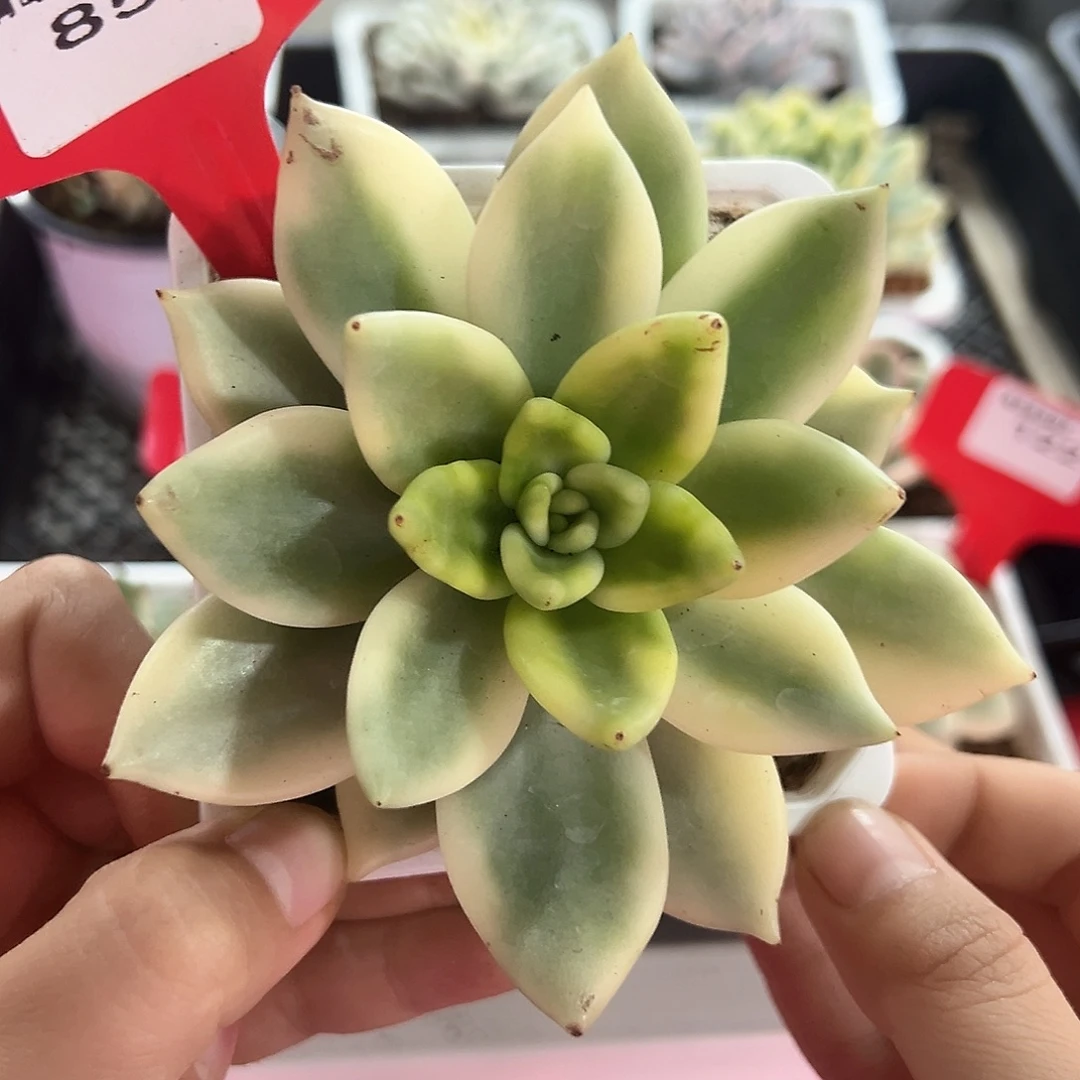 85号助之松锦多肉植物