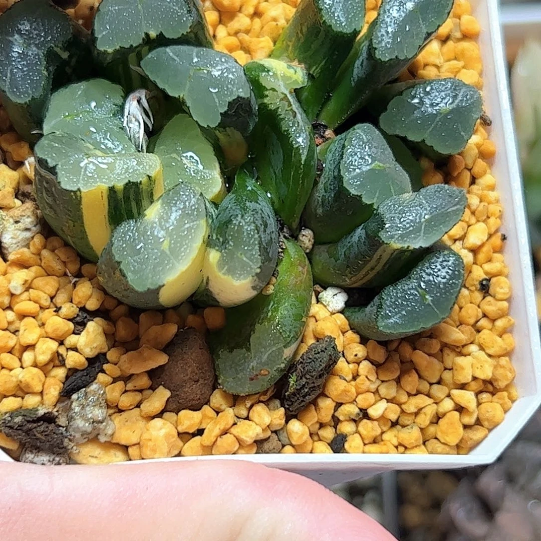 清万象锦十二卷多肉植物