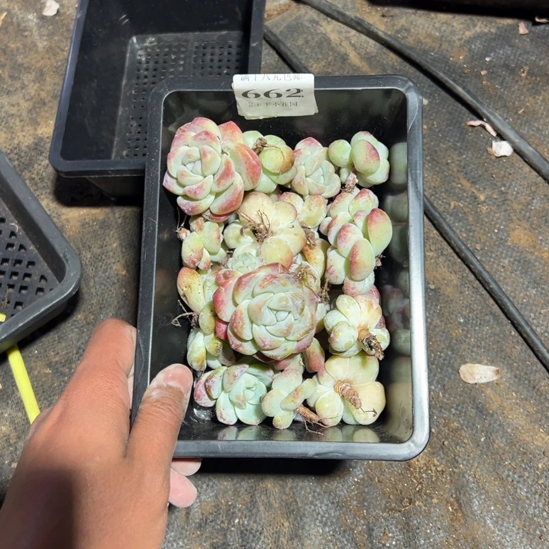 山****662号瑕疵冰玉到手21颗一物一拍