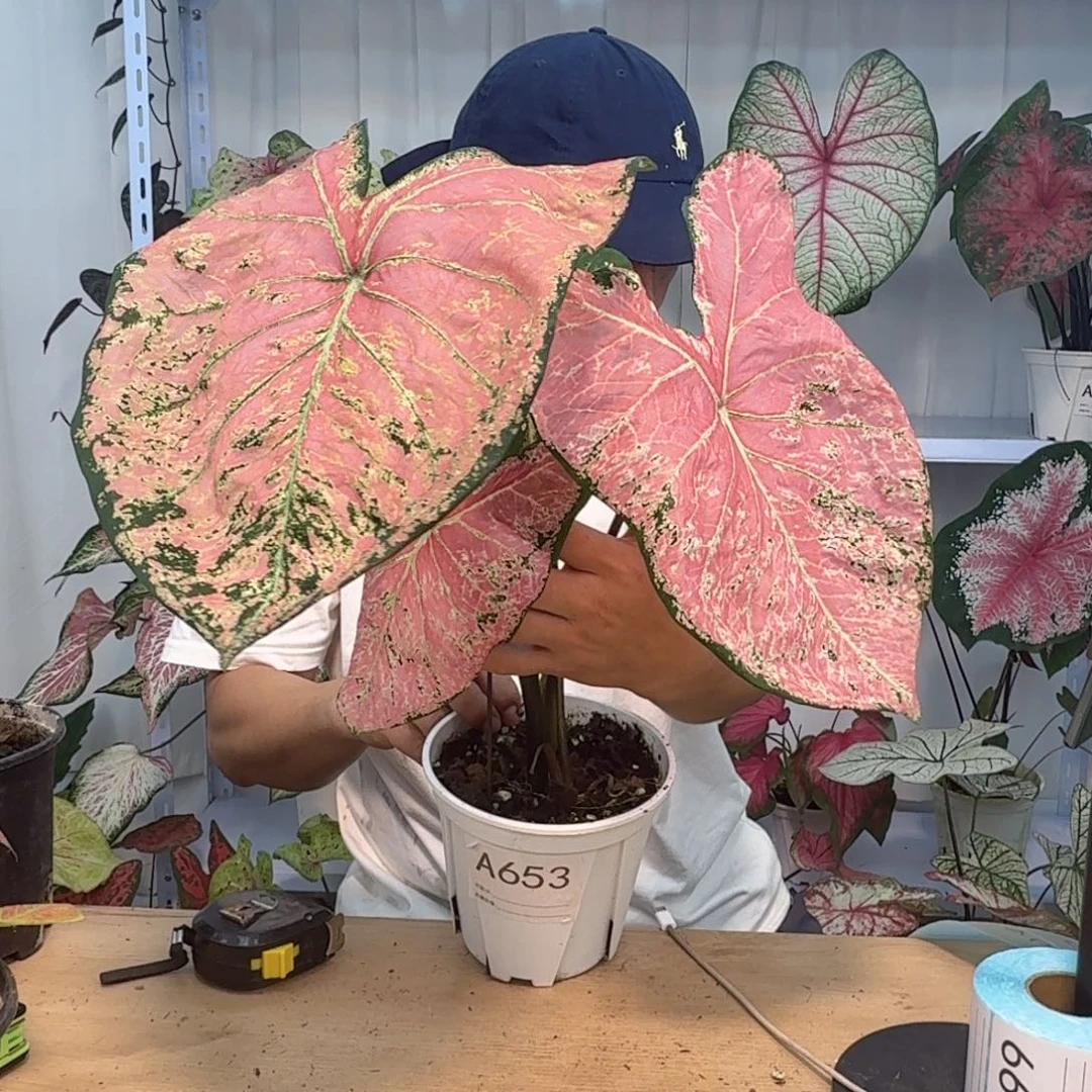 无花朵A653一物一拍，芭蕾舞鞋