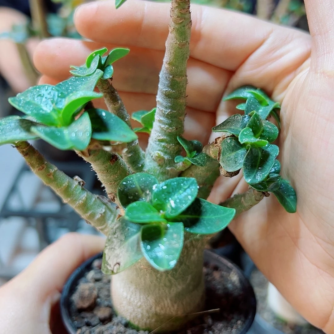 哥斯拉沙漠玫瑰叶展5公分