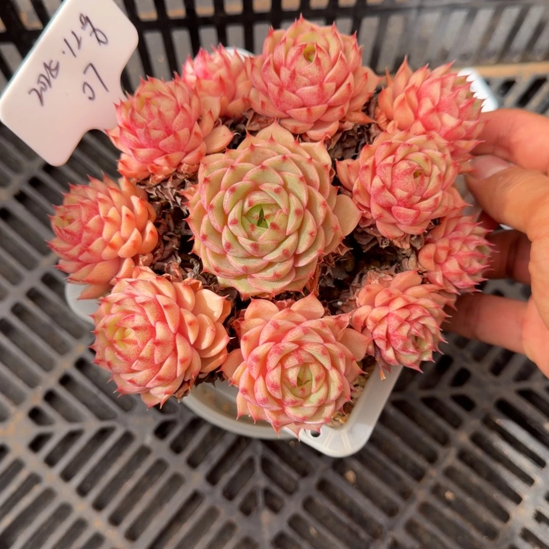 一物一拍天花板本吧07