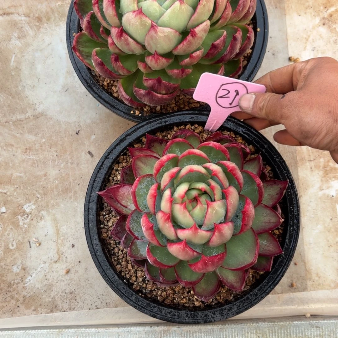 惊鸿仙子好看好看29好好看