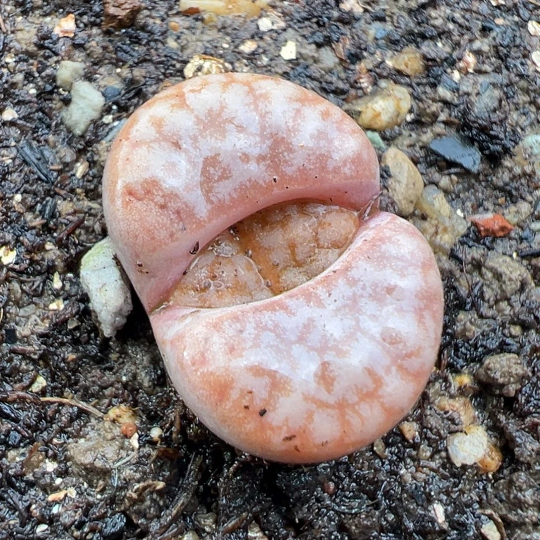 12.3好看的多肉脱土发货070