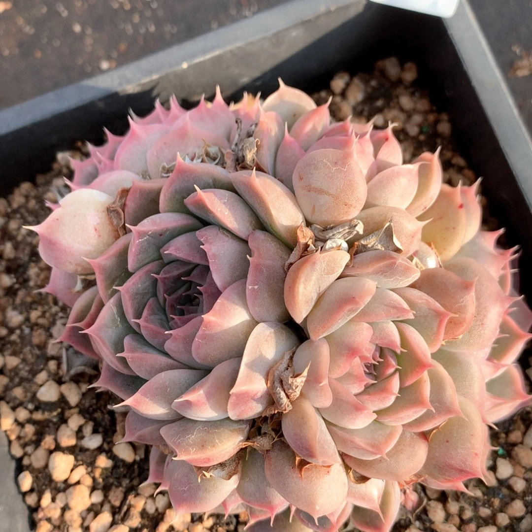 5310杂交多肉植物基地