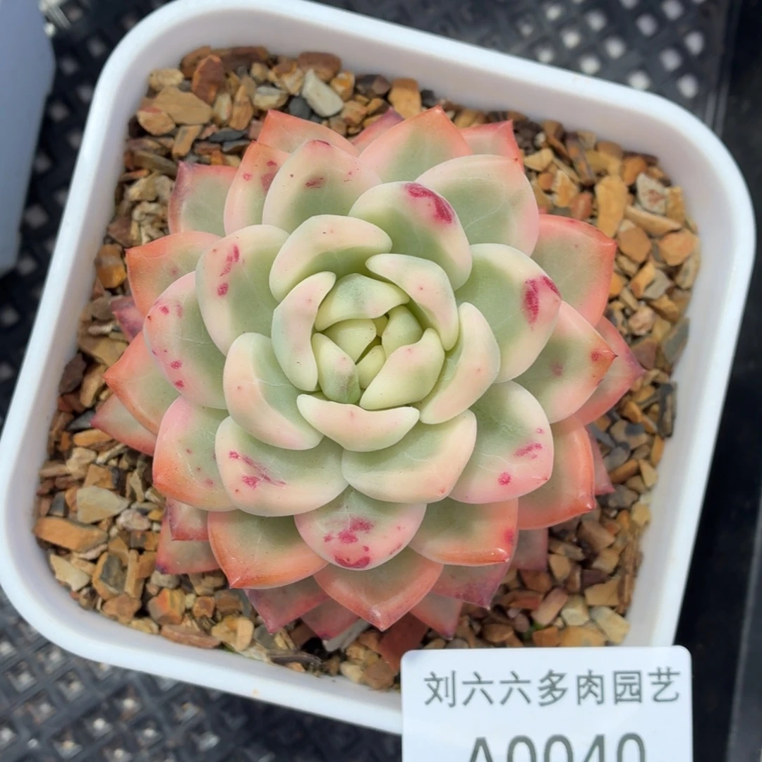 冰月亮锦刘六六A0040