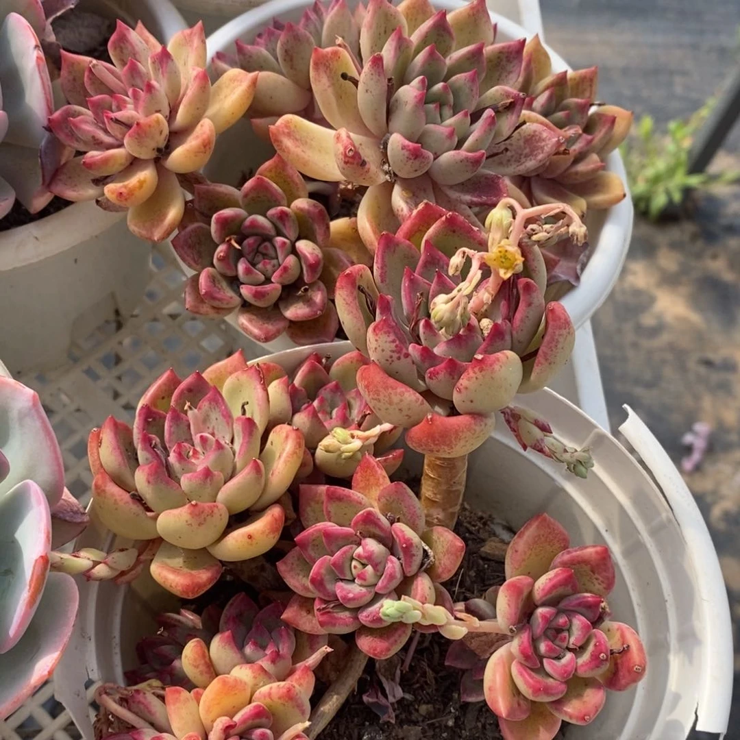 油漆桶整桩整群两盆