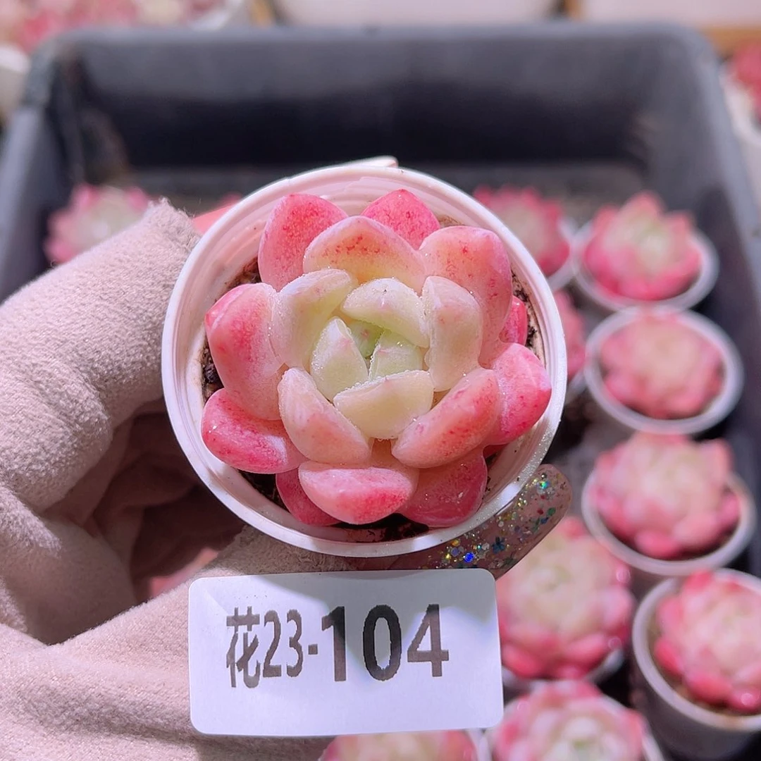 花利美23-104冰娃娃