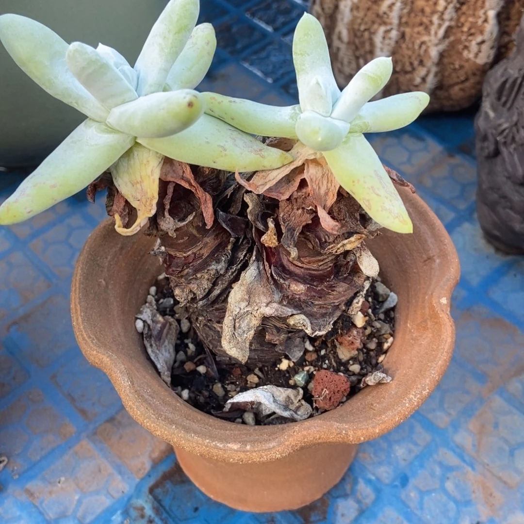 拇指老桩啦啦啦啦