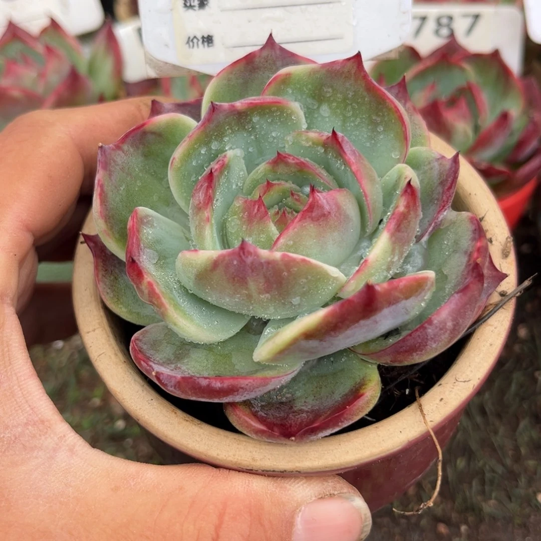 惊鸿一瞥710号多肉