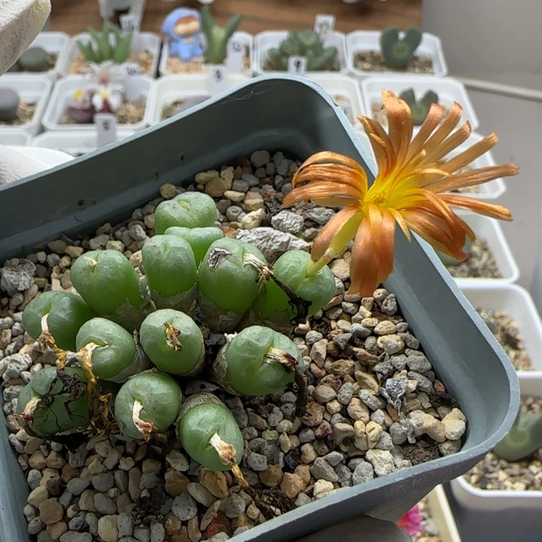 9-29-3-1当天满38包邮杂交特殊花色脱土