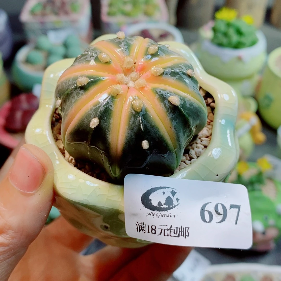 生石花花花花花697