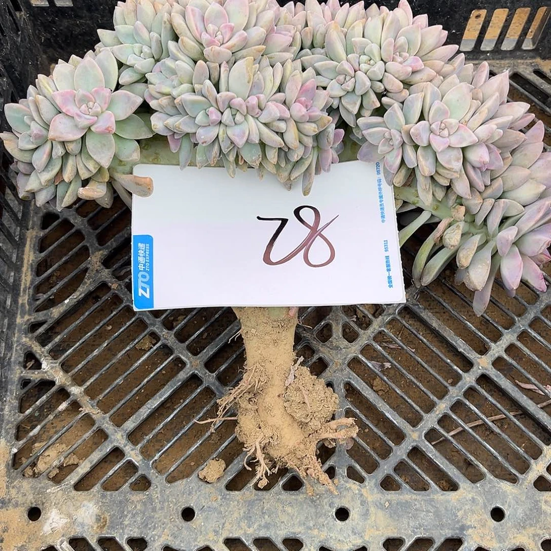 岩***姐28号淡雪缀化一物一拍